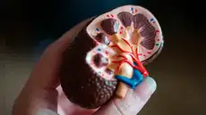 Avance médico: científicos crean un riñón 'universal' que es compatible con cualquier tipo de sangre