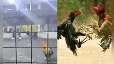 Gallo de pelea causa la muerte de su criador en enfrentamiento en Barranca