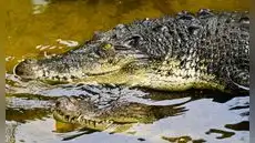 Australia: cocodrilo se metió a la piscina de un lujoso hotel y causó sorpresa entre los huéspedes