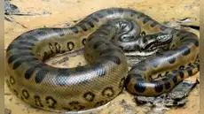 Tragedia en Loreto: anaconda gigante mata a comunero mientras trabajaba en plena selva amazónica