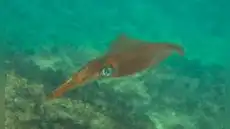 Se acerca a las costas del planeta: una criatura marina asombrosa con sangre azul y tres corazones