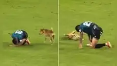 Perrito imita caída de jugador en pleno partido de fútbol y usuarios bromean: "¿Neymar, eres tú?"