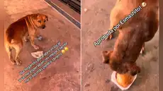 Perro le lleva piedras a un restaurante a cambio de hamburguesas y conquista el corazón del trabajador: "Mi mejor cliente"