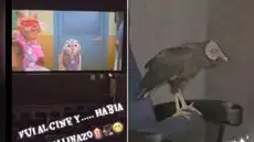 Peruano se sorprende al hallar un gallinazo dentro del cine y redes estallan: "¿Pagó entrada?"