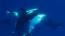 Biólogos revelan al animal que se ha convertido en el depredador más temible de los mares y aterroriza al gran tiburón blanco