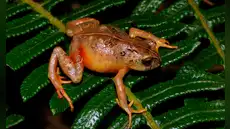 Biólogos peruanos descubren 2 nuevas especies de ranas andinas que habitan en los "bosques enanos" de la cordillera de Pasco