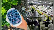 Agroexportaciones peruanas crecerán en un 11%, superarando a Chile en 2025, según informe del Midagri: ¿qué productos nacionales destacaron? Agroexportaciones peruanas crecerán en un 11%, superarando a Chile en 2025, según informe del Midagri: ¿qué productos nacionales destacaron?