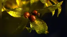 Científicos dejaron una planta en el vacío del espacio, sobrevivió 9 meses y terminó de crecer en la Tierra