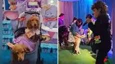 Organizó cumpleaños para sus dos mascotas con show de payasos y causa sensación en TikTok: "La futura generación"