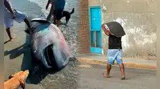 Hallan rara especie de tiburón en mar de Piura y pobladores filetean su carne