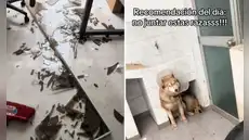 Joven muestra cómo sus perros destruyeron su casa mientras no estaba y redes bromean: "Una lloradita y a limpiar"