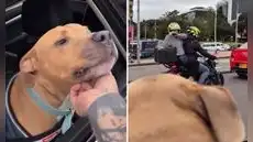 Perrito vence el cáncer y su dueño lo celebró con emotivo paseo en su auto: "Lo logró, mi mejor amigo"