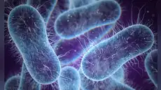 OMS advierte aumento del número de superbacterias resistentes a antibióticos