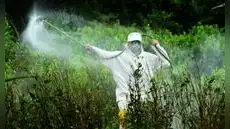 Se cae estudio que respaldaba herbicida cancerígeno: Perú usa pesticidas tóxicos Se cae estudio que respaldaba herbicida cancerígeno: Perú usa pesticidas tóxicos