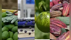 Agroexportaciones peruanas crecen 20,4% entre enero y octubre de 2025