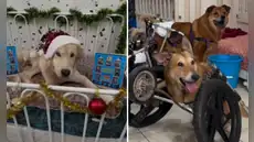 Milagros perrunos lanza campaña solidaria con trineo recolector en la Feria Fortuna: lleva alimentos y ayuda a quienes más lo necesitan