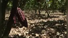 Cacao peruano: precios sobre los US$5.000, mayor demanda y el reto de producir sin deforestar