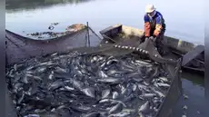 Perú sufre fuerte golpe exportador tras decisión de EE.UU. de bloquear pesca de perico por daño ambiental de redes