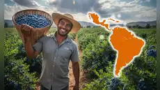 El país de América Latina que es el mayor vendedor de arándanos del mundo, según Moody's: no es México ni Chile