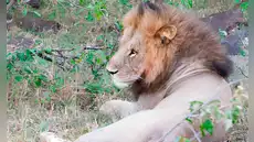 Los científicos se alertan al observar un nuevo comportamiento de los leones africanos: “Es muy grave”