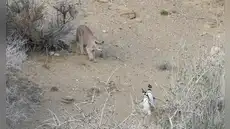 Los pumas de la Patagonia comenzaron a cazar pingüinos y los científicos observan un comportamiento extraño: ya no son solitarios