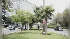 30 mil m² de áreas verdes serían removidas por obras viales de la MML