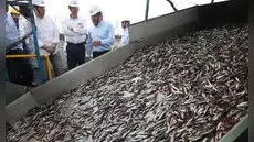 Produce da luz verde a la pesca de anchoveta 2026 en el sur y fija una cuota máxima de 251.000 toneladas