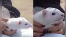 Familia celebró Año Nuevo en la playa Los Yuyos junto a su inusual mascota: un hurón que sorprendió a los veraneantes