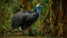 Esta es la ave más peligrosa del planeta y su rol es clave para cuidar los bosques tropicales