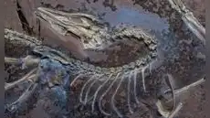 China posee la respuesta sobre el origen del vuelo de las aves: un fósil jurásico descubierto desafía las teorías actuales