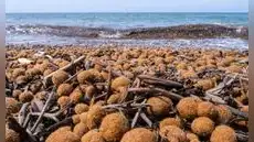 ¿Qué son las “bolas de Neptuno” y cómo ayudan a combatir la contaminación de plásticos en los océanos?