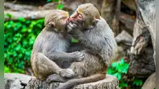 Las relaciones entre primates del mismo sexo fortalecen sus vínculos sociales y favorecen su supervivencia, según estudio
