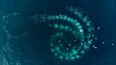 Científicos revelan que este animal del océano fabrica "herramientas" para mejorar hasta en 7 veces la caza contra sus presas Científicos revelan que este animal del océano fabrica "herramientas" para mejorar hasta en 7 veces la caza contra sus presas