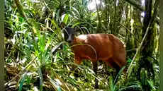 Científicos descubren un nuevo género de venado exclusivo de los Andes: habita en 4 países de América Latina, como Perú