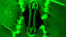 No son tan diferentes de nosotros: científicos observan un fenómeno similar al humano en las plantas