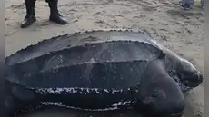 Tortuga laúd es hallada muerta en playa Los Palos, Tacna: especie se encuentra en peligro de extinción
