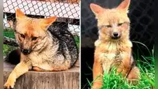 Run Run, el zorro andino rescatado en Lima, forma una familia con tres crías