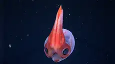 Una expedición en aguas profundas de Sudamérica descubre 28 posibles nuevas especies, incluida una medusa “fantasma”