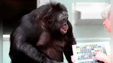 Científicos colocaron dos tazas frente a un chimpancé: hizo algo que se creía exclusivo de los humanos