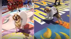 Perrito se roba el corazón de los asistentes con su increíble baile en la Fiesta de la Candelaria en Puno