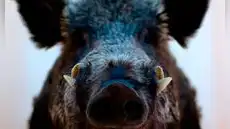 Un accidente nuclear de hace 15 años dejó una ciudad sin personas, pero los jabalíes tomaron las calles y algo inesperado ocurrió con su genética