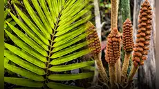 Científicos descubren en Perú una nueva especie de planta de la era de los dinosaurios: vive en ambientes inundables del Amazonas