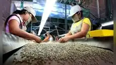 Midagri: Exportaciones de café peruano marcan récord y superan los US$1.700 millones al cierre de 2025
