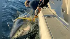 Avistan el tiburón blanco macho más grande del mundo: pesa 770 kilos, mide más de 4 metros y sorprende a los científicos