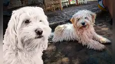 Perro Chaku cusqueño busca ser reconocido como nueva raza oficial del Perú