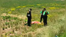 Encuentran sin vida a un hombre en sembrío de papas en Juliaca: investigan presunto atropello
