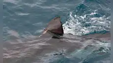 Unos pescadores españoles hacen un descubrimiento que obliga a los científicos a revisar la historia de hace 160 años