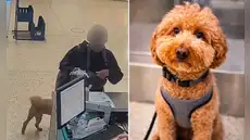 Perro es abandonado por su dueña en aeropuerto de Las Vegas tras ser rechazado por falta de documentos