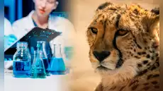 Científicos extraen ADN de guepardos momificados y revelan un hallazgo que cambia lo que el mundo sabía sobre esta especie