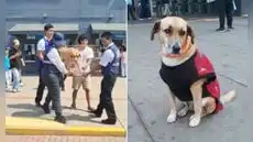 ATU retira a perros del Metropolitano sin avisar a voluntarios: "No sabemos dónde están"